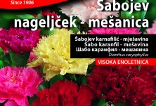 Семена - Карамфил Шабо микс